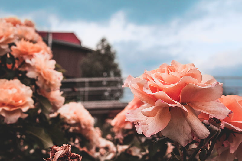 rose, bud, petals, sky, blur, HD wallpaper