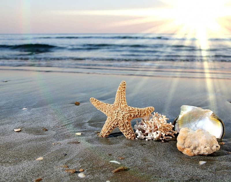Seashells on the beach, beach, seashells, nature, sea, HD wallpaper | Peakpx