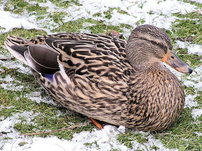 winter Duck, fly, duck, bird, brown, snow, air born, bill, feathers, HD wallpaper