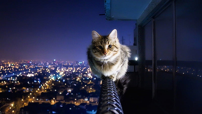 Brave Cat, brave, cat, cityscape, animal, HD wallpaper | Peakpx