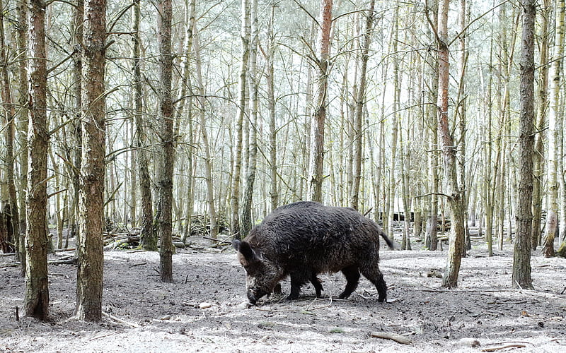 wild black boar, forest, wildlife, pig, winter, snow, HD wallpaper