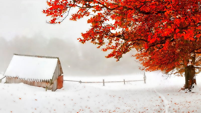 red tree in an early winter snow storm, countryside, red, tree, leaves, shack, winter, HD wallpaper