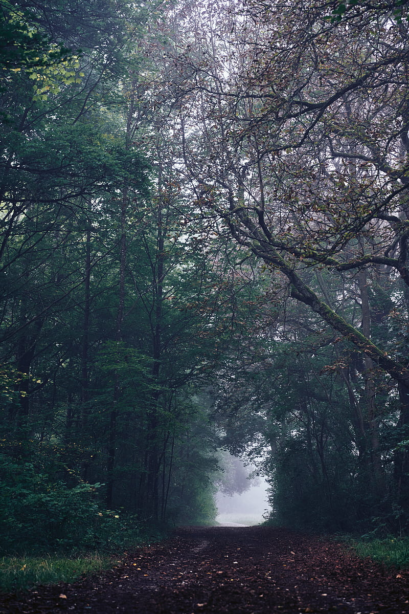 forest, path, fog, trees, gloomy, HD phone wallpaper