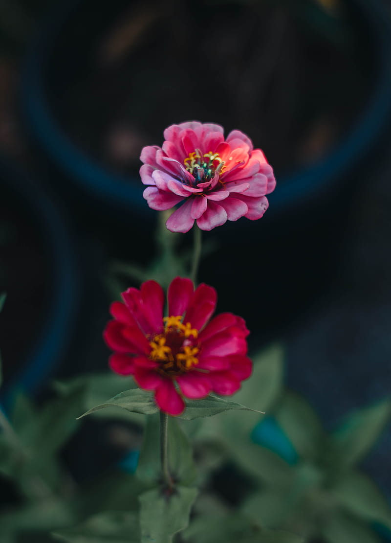 Pink Flower in Tilt Shift Lens, HD phone wallpaper