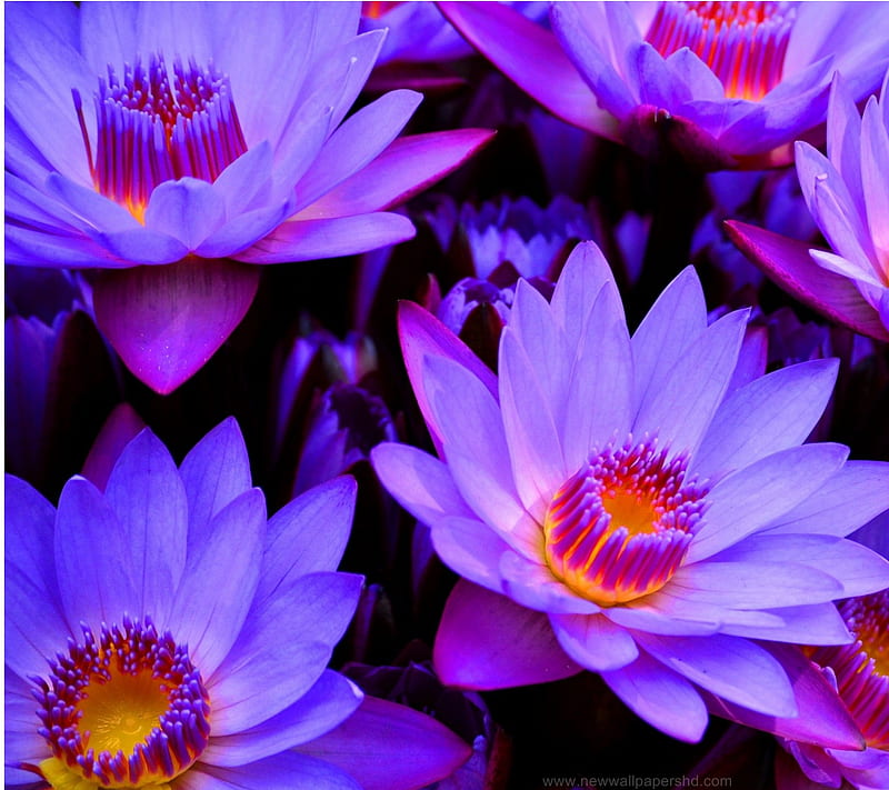 Blue Lotus, colorful, floral, flower, nature, plant, scent, HD wallpaper