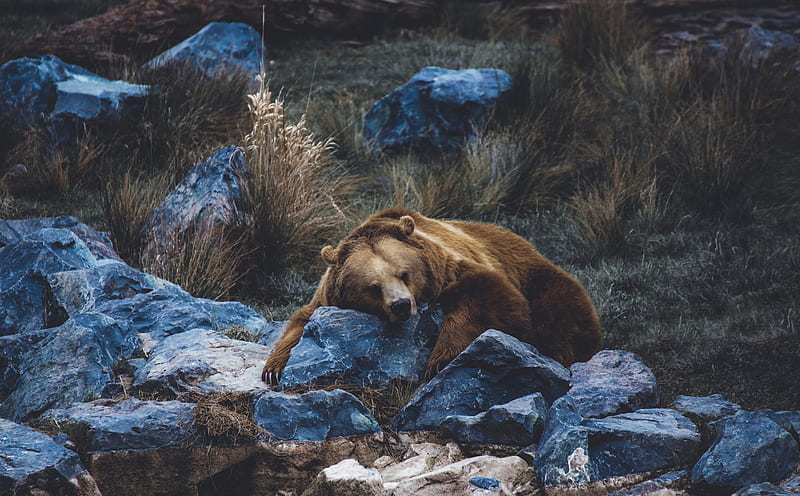 Brown Bear resting on a Rock Ultra, Animals, Wild, Bored, Resting, Bear, Animal, sleep, wildlife, Chill, fauna, Tired, brownbear, HD wallpaper