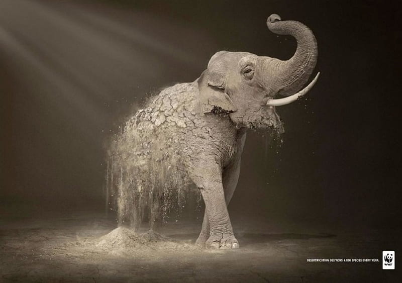 elephant,endangered, world, wildlife, organization, fund, HD wallpaper