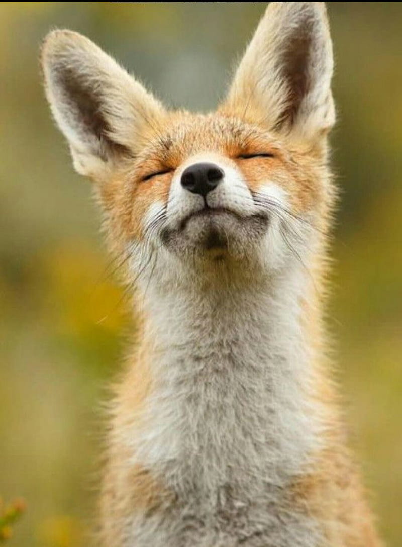 Cute fox, animal, animals, coyotes, foxes, fur, furry, nature, HD phone wallpaper