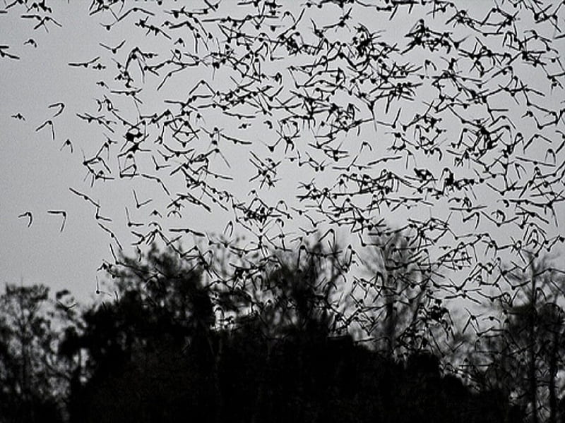 flying bats wallpaper