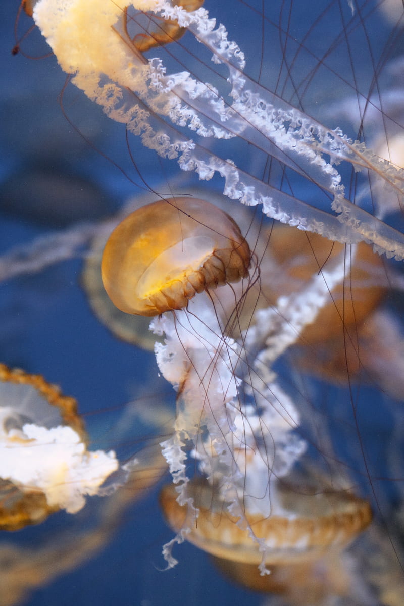 jelly fish, HD phone wallpaper