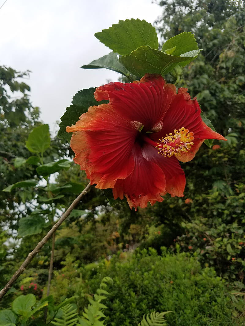 Hawaiian Flower, orange, HD phone wallpaper | Peakpx