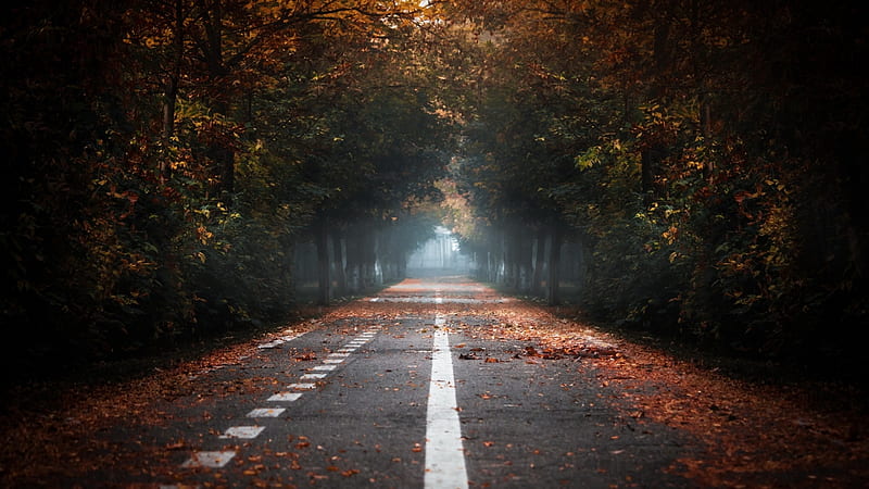 Autumn Road, tree, nature, road, Autumn, HD wallpaper | Peakpx