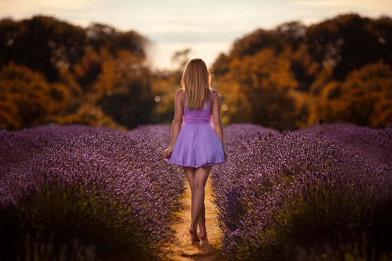 A New Dawn, dress, purple, girl, walking, lavender, field, HD wallpaper