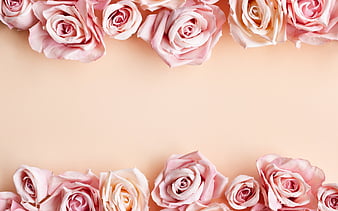 Background with pink roses, lilac roses, roses frame, flower frame, roses, beautiful flowers, HD wallpaper