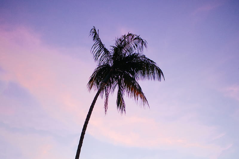 Coconut Tree, HD wallpaper