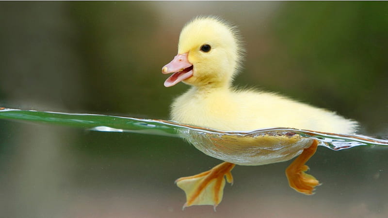Duckling Swimming in Clear Water, HD wallpaper
