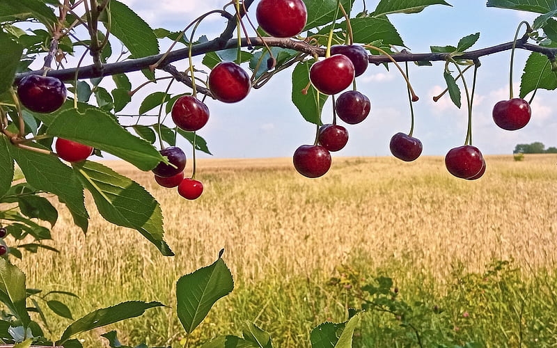 Harvest Time in Ukraine, cornfield, Ukraine, tree, cherries, HD wallpaper