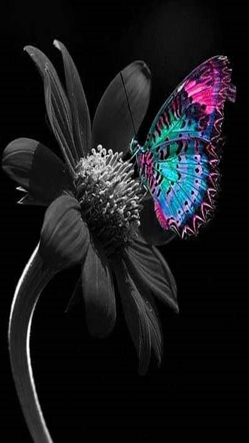 Mariposa y flor, y flor, Fondo de pantalla de teléfono HD | Peakpx
