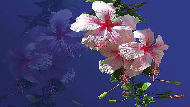 Hibiscus, art, flowers, graphy, HD wallpaper | Peakpx