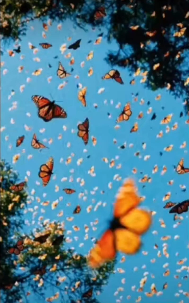 Butterfl, aesthetic, blue, butterfly, nature, sky, HD phone wallpaper