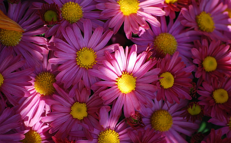 Lit Up Blooms Ultra, Nature, Flowers, Pink, Daisies, Daisy, blooms, HD wallpaper
