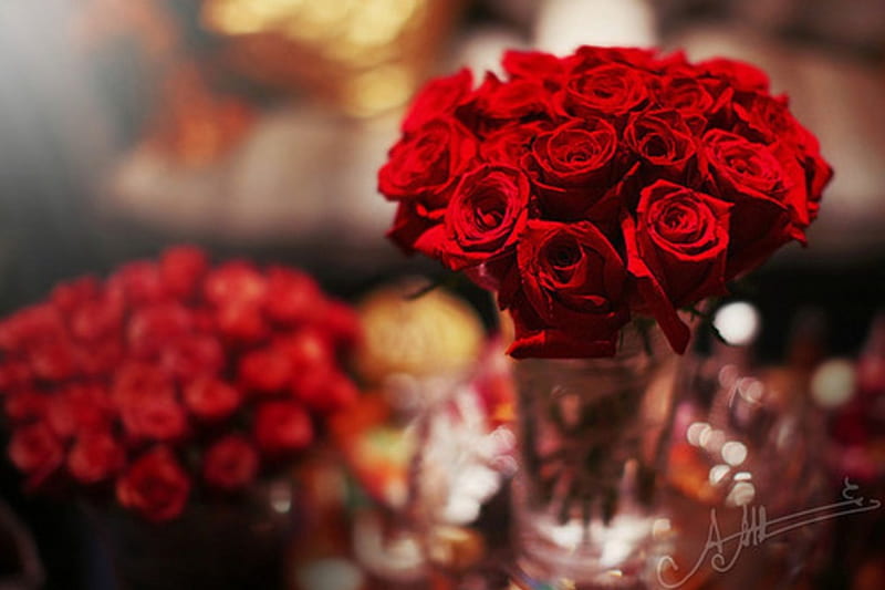 Vase of beautiful red roses, red roses, favourite, red passion, vase, roses, home style, red velvet, bouquet, love, beautiful roses, HD wallpaper