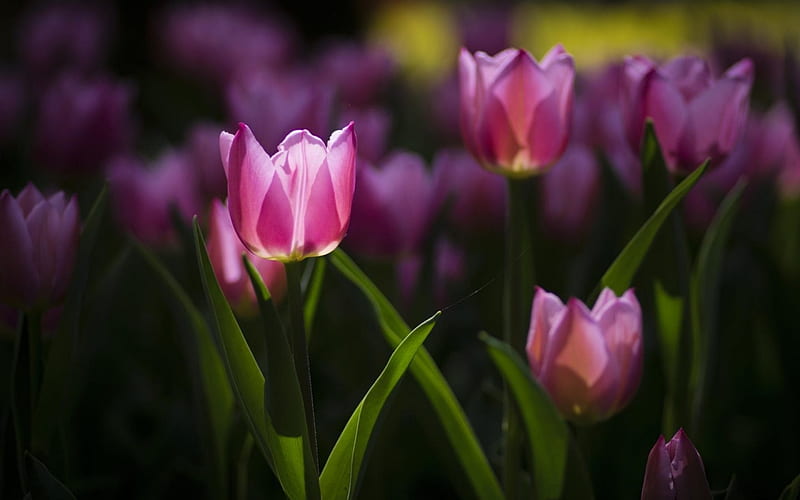 TULIPS, Stems, Colors, Leaves, Petals, HD wallpaper | Peakpx