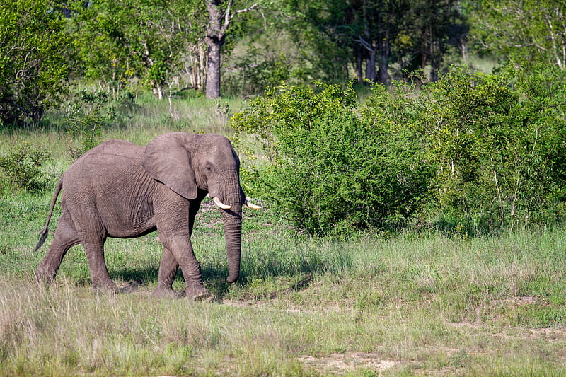 elephant, animal, trunk, wildlife, HD wallpaper