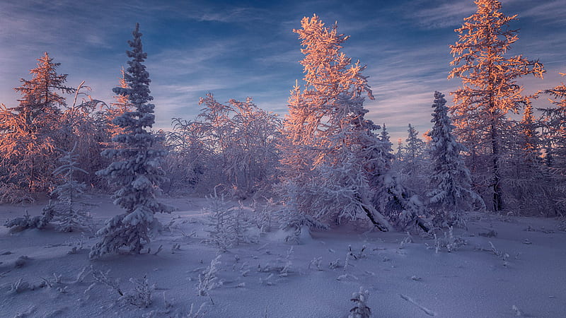 Frost Spruce Forest Winter, HD wallpaper