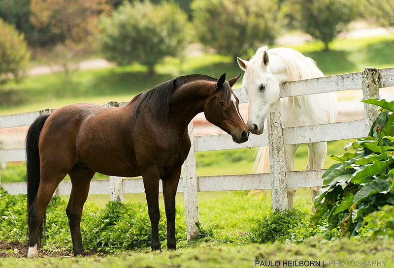 ※~ The Introduction ~※, Brown, Horses, Meeting, Paddock, White, Fence, HD wallpaper