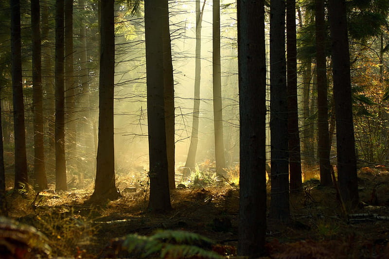 Beautiful Forest, forest, sun, nature, bonito, trees, light, HD ...