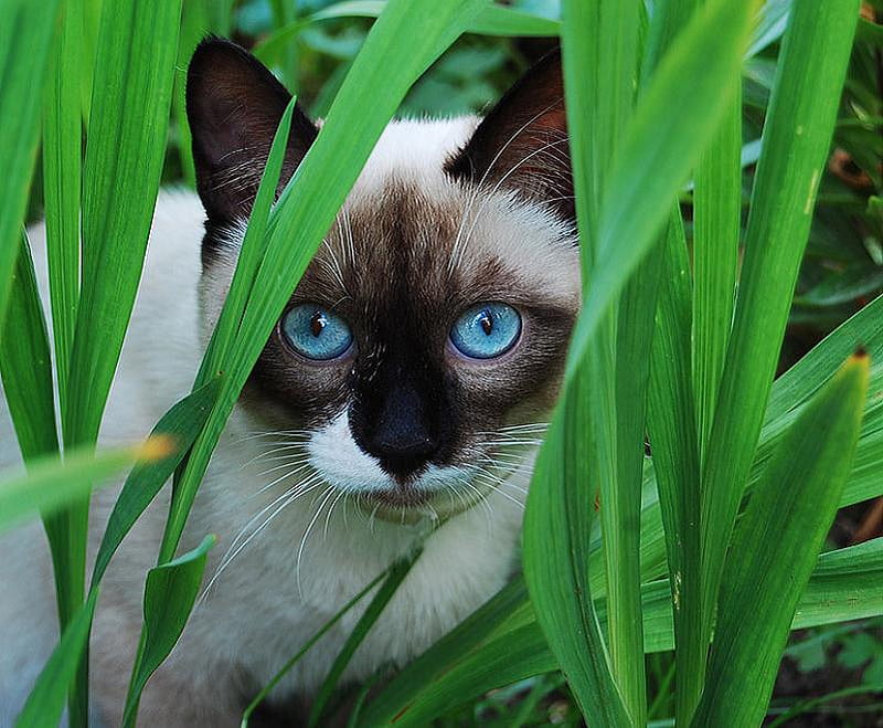 Frank - Old blue eyes, hiding, grass, siamese, grey and black, cat, blue eyes, HD wallpaper