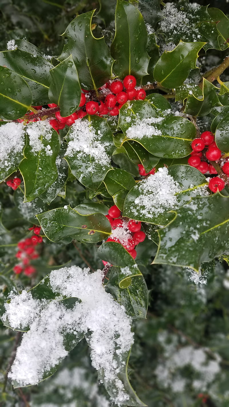 Holly, christmas, frozen, garland, snow, trees, HD phone wallpaper