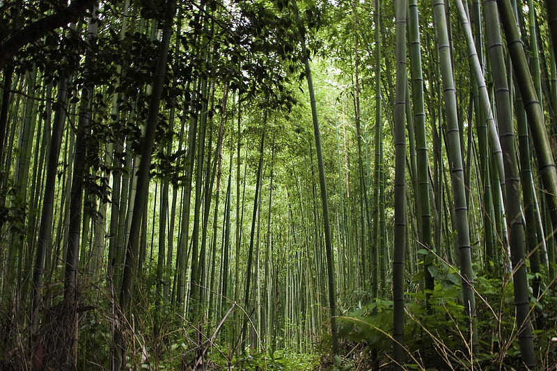 Arashiyama Forest; Gioji, Daikakuji, Ryoanji, and Kinkakuji Temples. Forest , Bamboo forest, Landscape, Nepal Forest, HD wallpaper
