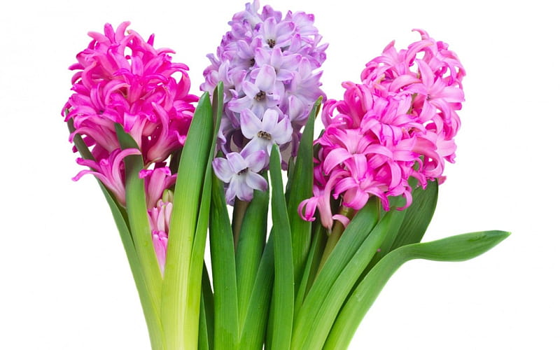 Happy spring!, hyacinth, purple, green, flower, spring, white, pink, card, HD wallpaper