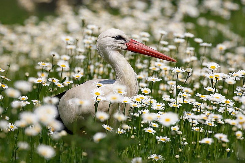 Birds, White stork, Bird, Chamomile, Flower, Stork, White Flower, Wildlife, HD wallpaper