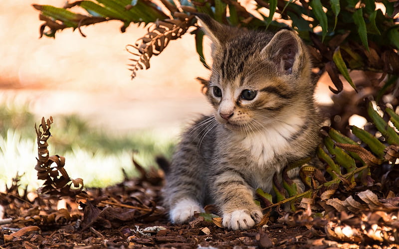small cute kitten, small cat, a fluffy kitten, pets, HD wallpaper