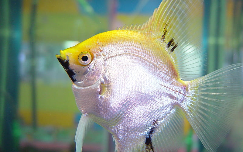 yellow and silver fish-Animal graphy, HD wallpaper