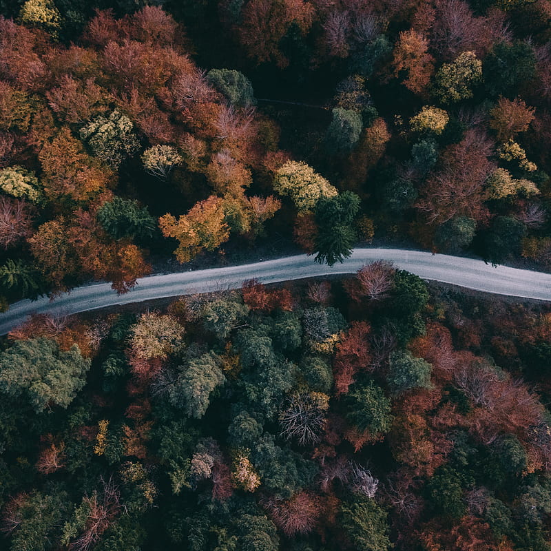 forest, road, aerial view, trees, treetops, HD phone wallpaper
