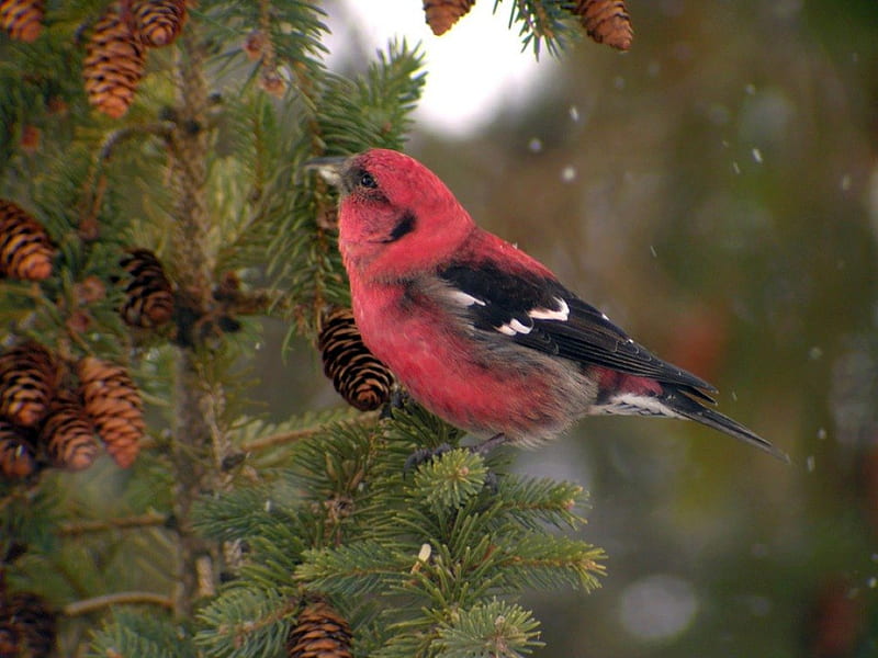 Pink Bird, bonito, bird, pink, HD wallpaper | Peakpx