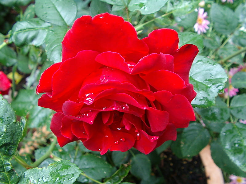 Raindrops on Roses, red, pretty, hommage, romance, rose, raindrops, bonito, spring, valentine, happy, bright, flower, garden, HD wallpaper