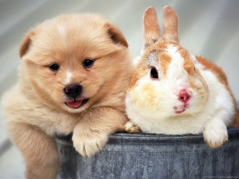 Dog and rabbit, pretty, lovely, playful dog, pay, playful, bonito, sweet, dog face, cute, puppies, bubbles, face, animals, dogs, puppy, HD wallpaper
