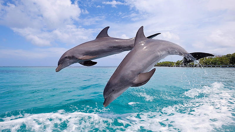 Two Dolphins, Shrubs, Two, Sea, Dolphins, HD wallpaper