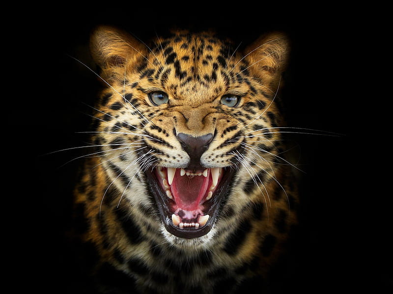 Leopard , big, black background, cats, nice, predator, wild, HD wallpaper