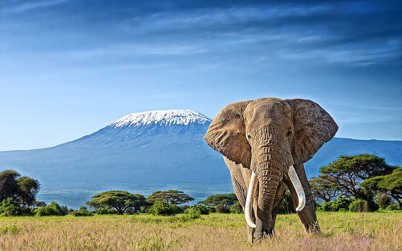 Kilimanjaro, elephants, Roof of Africa, savannah, Elephantidae, big elephants, stratovolcano, Africa, R, HD wallpaper
