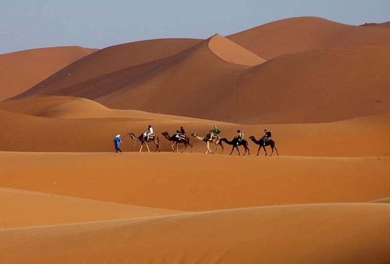 Convoy of camels, convoy, sand, desert, camels, HD wallpaper