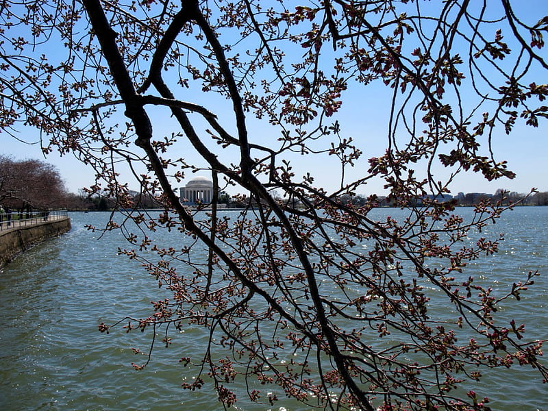 Trees, Washington DC, Jefferson Memorial, Cherry Trees, Tree, Blossom, HD wallpaper