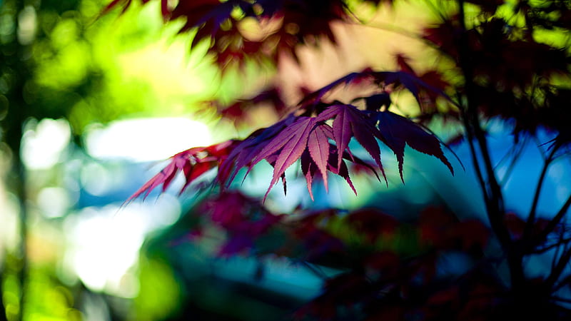 Colors Of Autumn Leaves In Blur Background Nature, HD wallpaper | Peakpx