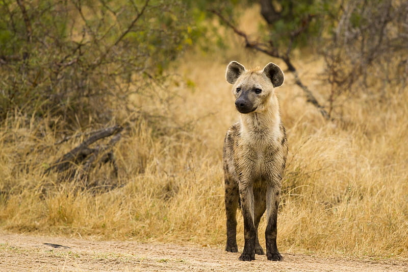 hyena, predator, wild, Animal, HD wallpaper