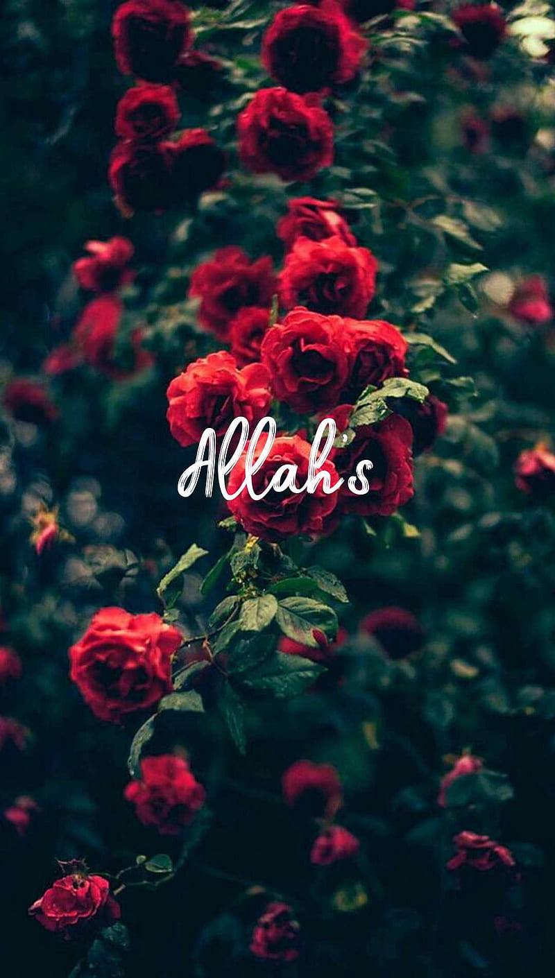 Allah, mine, flower, peace, islamic, word, red, green, roses, HD phone wallpaper